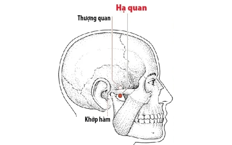 Huyệt Hạ Quan