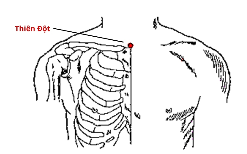 Huyệt Thiên Đột