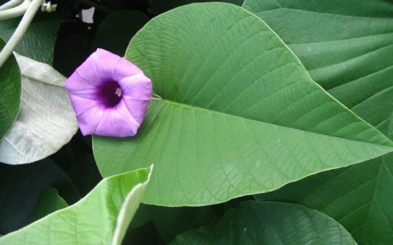 Lá bạc thau tím