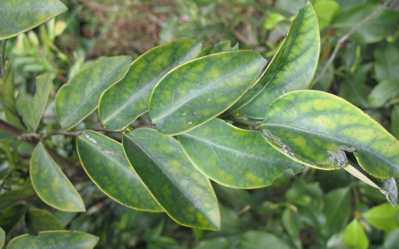 Lá bồ cu vẽ