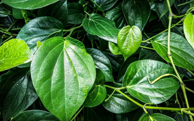 Lá trầu không